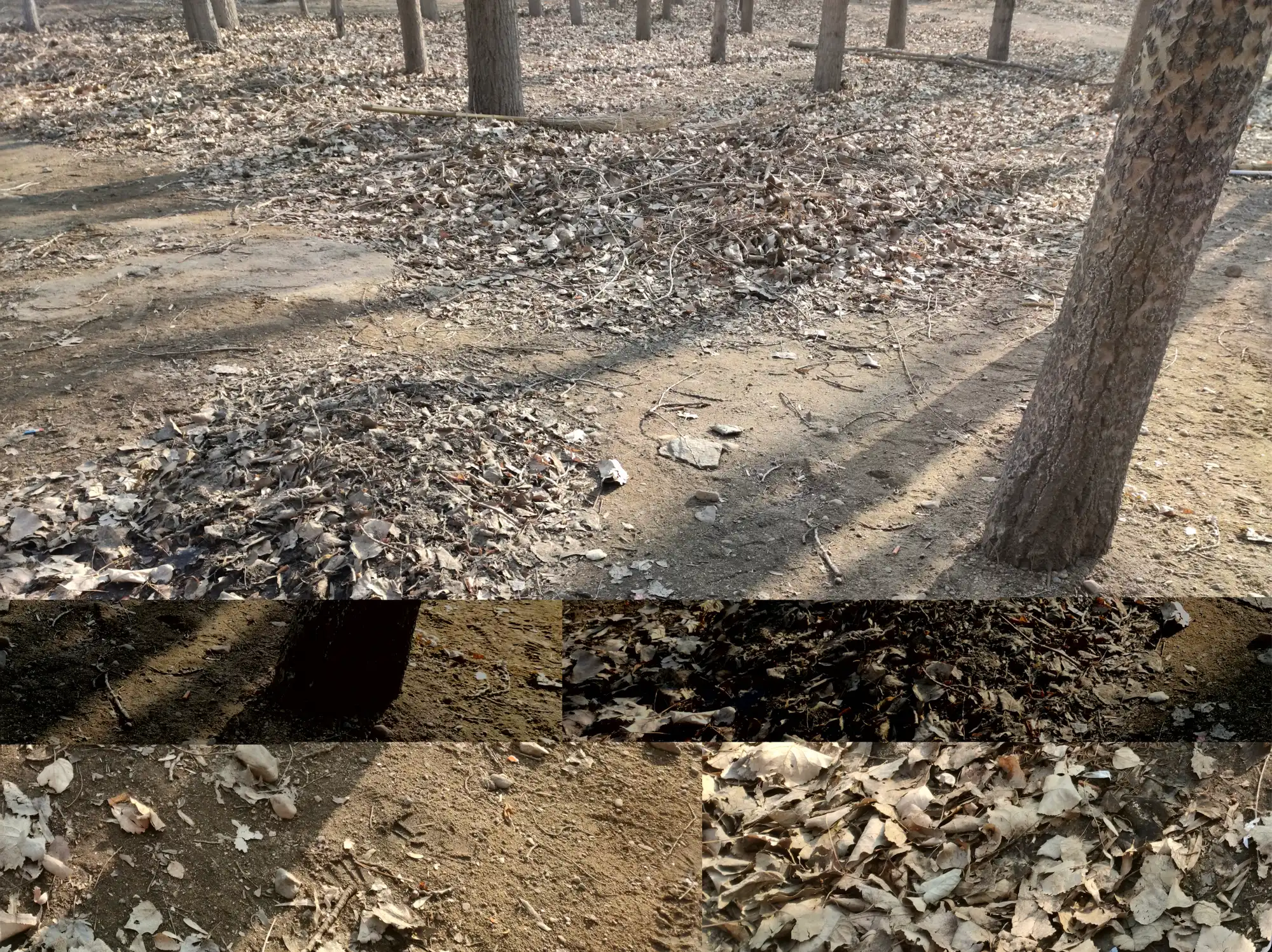 Bare poplars in dry sandy ground, with fallen leaves raked into low mounds and a broom left lying among them.