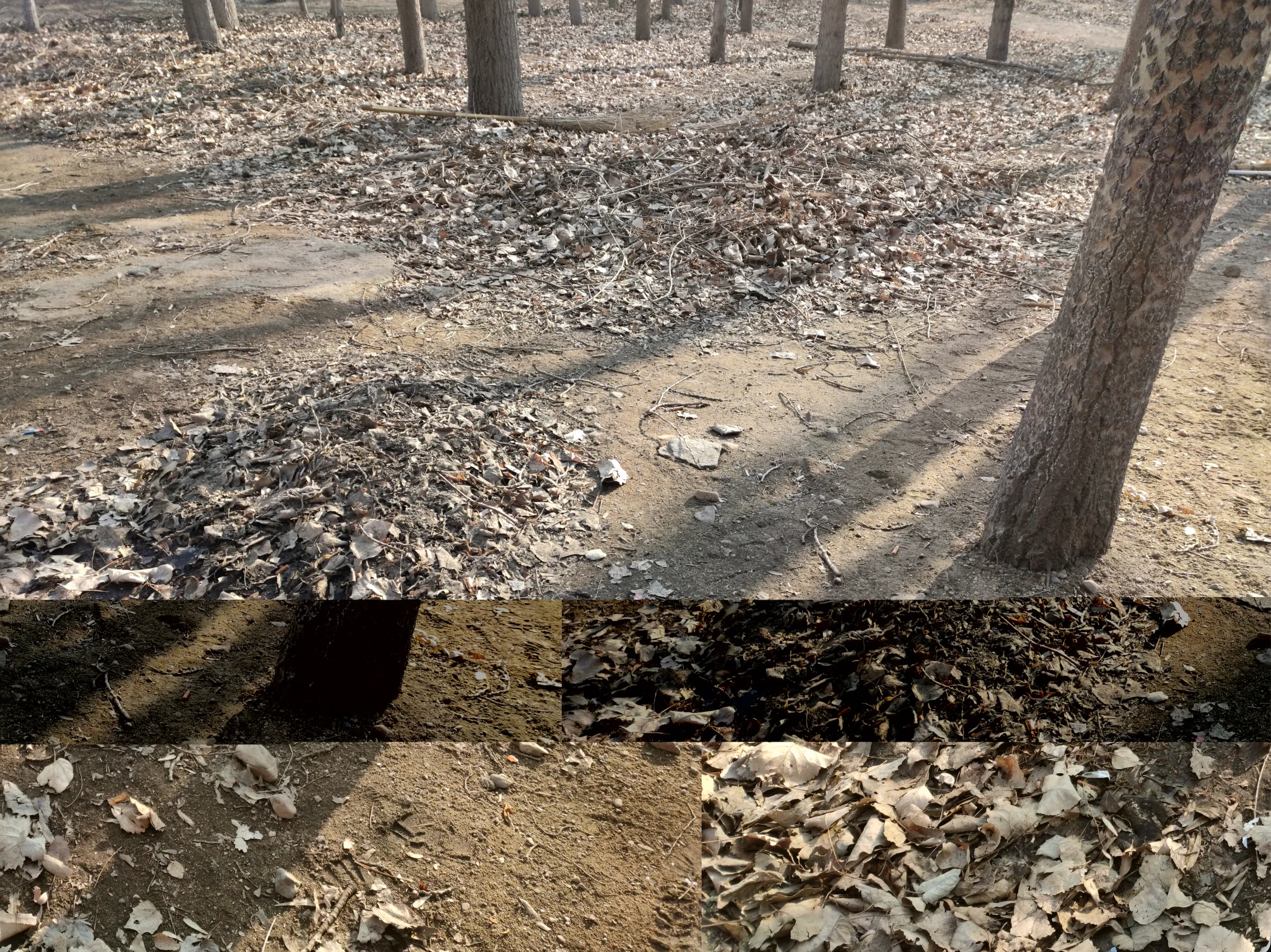 Bare poplars in dry sandy ground, with fallen leaves raked into low mounds and a broom left lying among them.