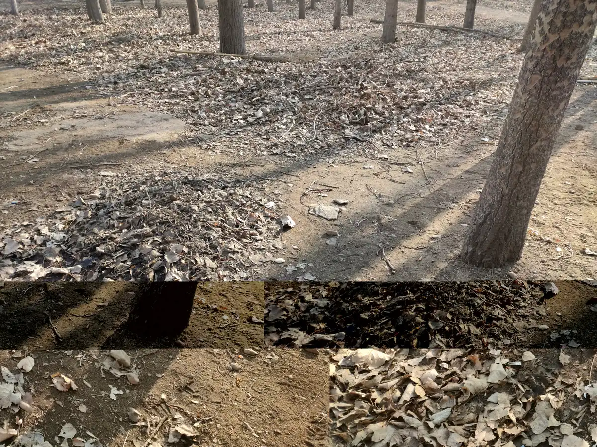 Bare poplars in dry sandy ground, with fallen leaves raked into low mounds and a broom left lying among them.
