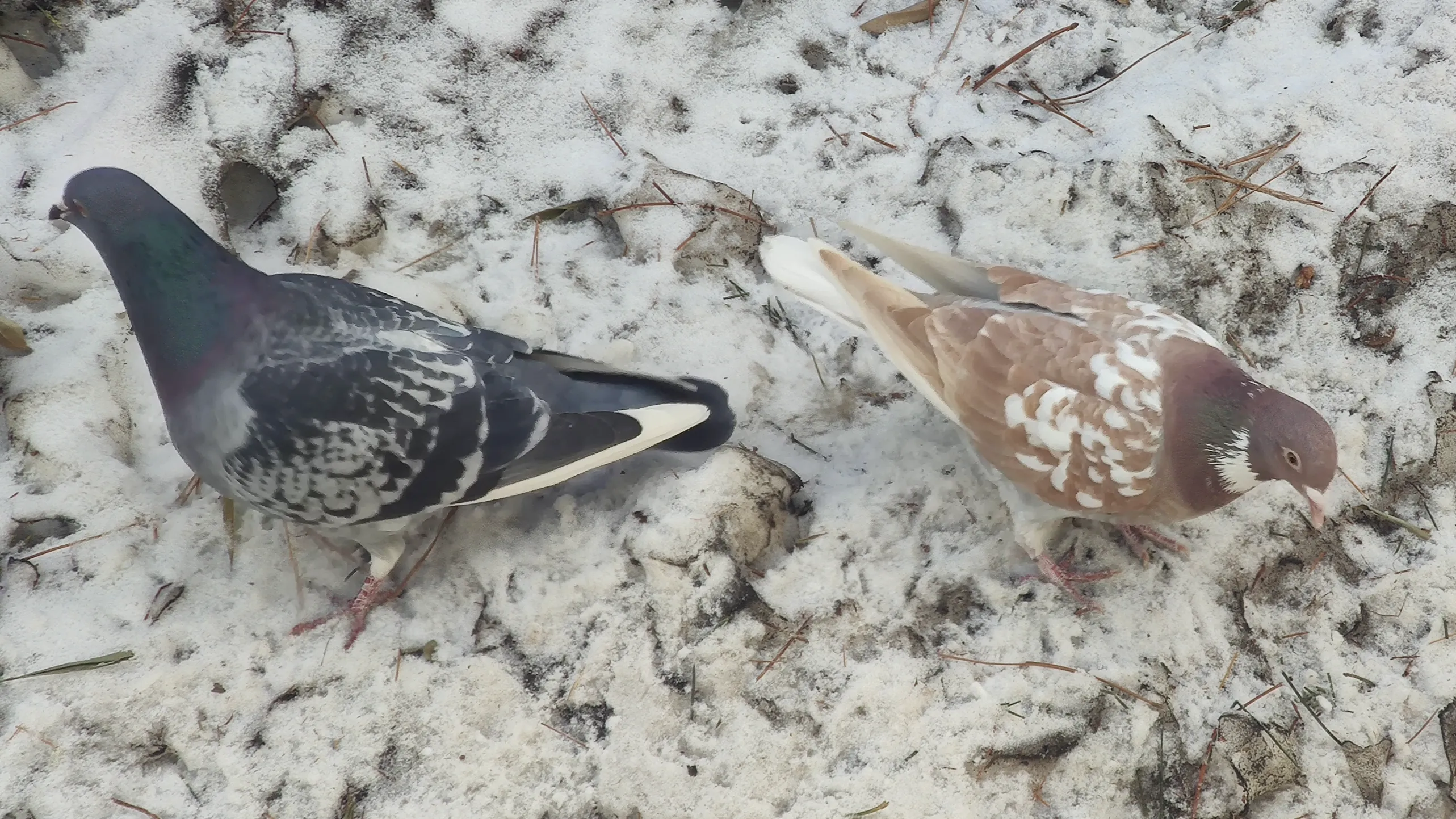 Two pigeons foraging on thin snow scattered with pine needles — one slate grey, one pale brown, facing away from each other.