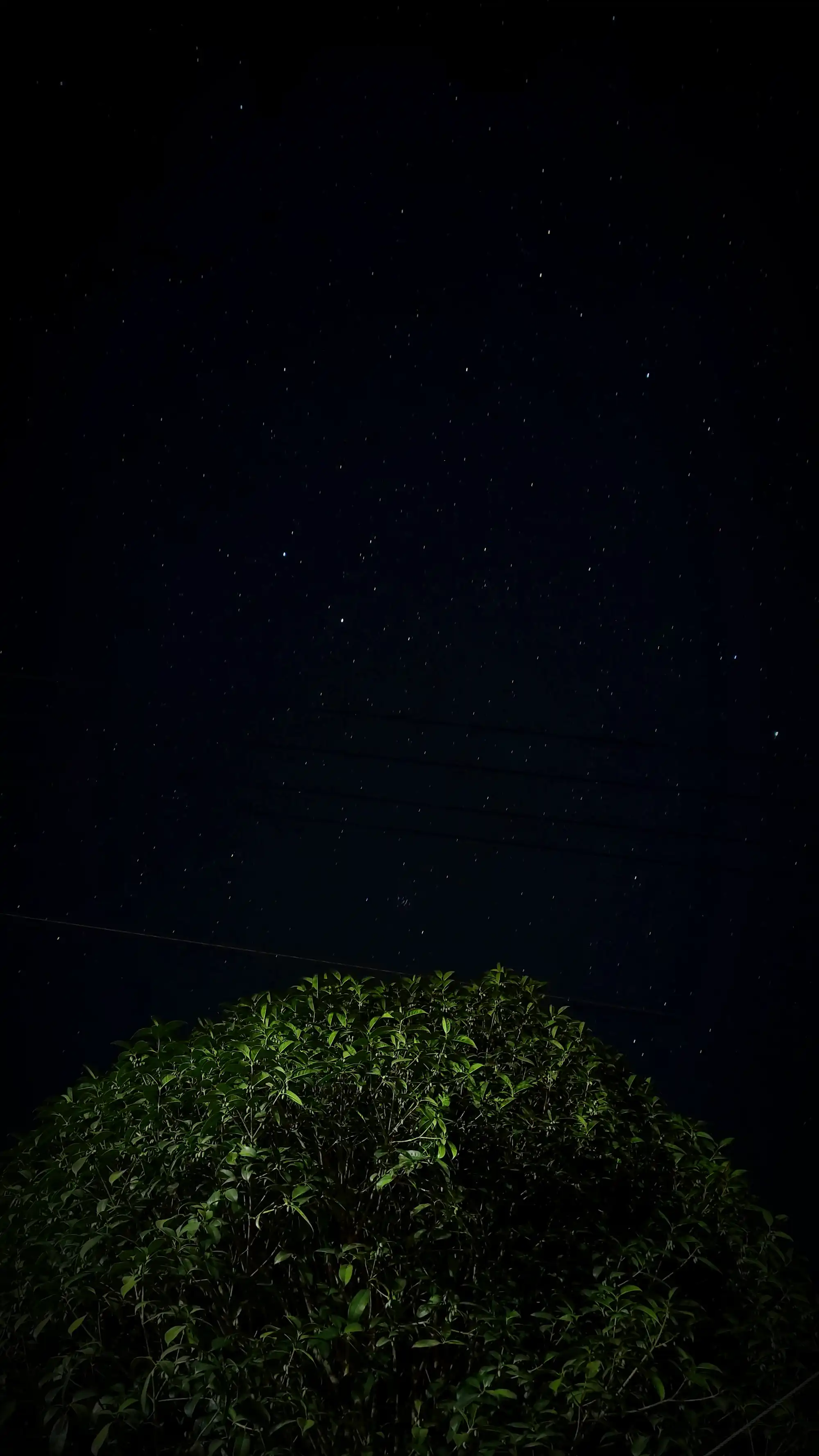 A dense hedge lit from below at the foot of the frame, with power lines crossing a black sky full of faint stars above it.