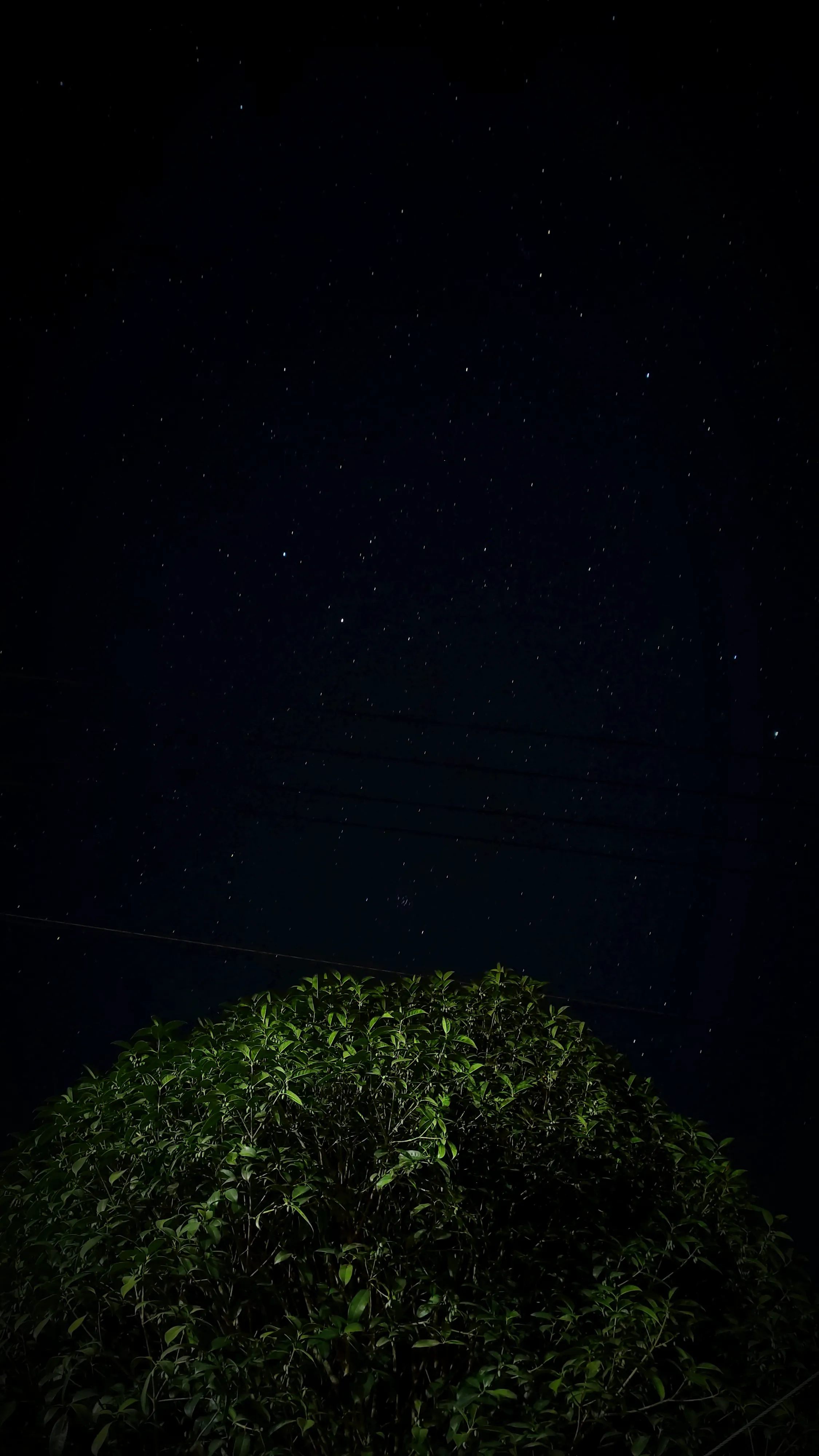 A dense hedge lit from below at the foot of the frame, with power lines crossing a black sky full of faint stars above it.