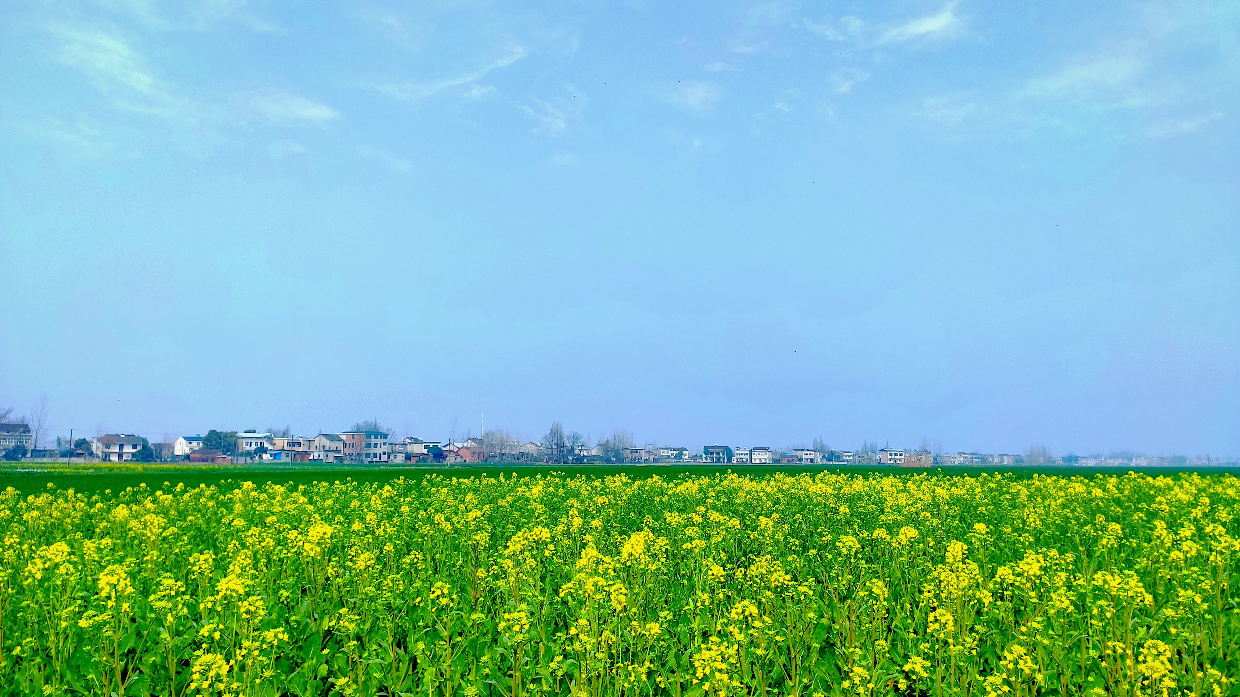 A flat field of yellow rapeseed in flower under a wide blue sky, with a low line of village houses along the far horizon.